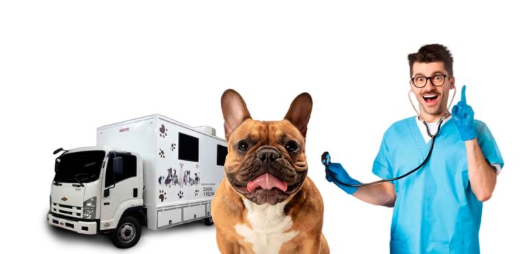 infecciones en servicios veterinarios móviles