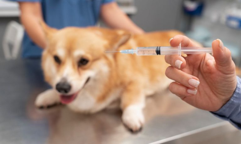 Vacunación en cachorros