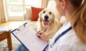 Certificados veterinarios a domicilio